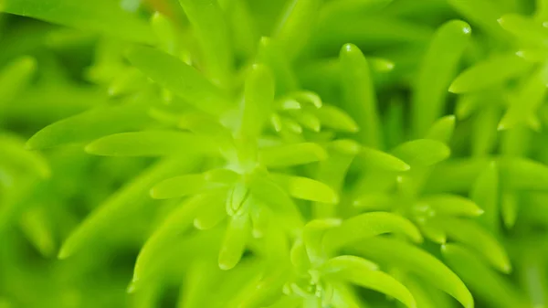 Green winter plant macro soft focus, abstract nature background with copy space — Stock Photo, Image