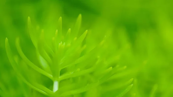 Verde inverno planta macro foco suave, abstrato natureza fundo com espaço de cópia — Fotografia de Stock
