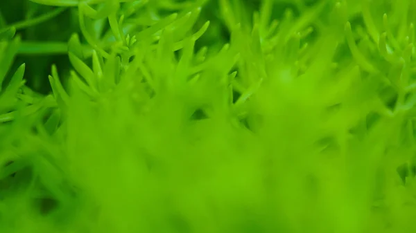 Зеленые растения с мягким фокусом, природный фон с пространством для копирования — стоковое фото