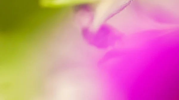 Vibrant color magenta green nature background. Abstract poweful, — Stock Photo, Image