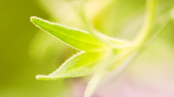 咲き、ソフト フォーカス花開始は、緑の自然の諧抽象的な — ストック写真