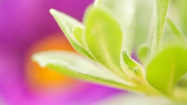 Vibrant color magenta och grön natur bakgrund. Abstrakta poweful, full av liv sommar bild — Stockfoto