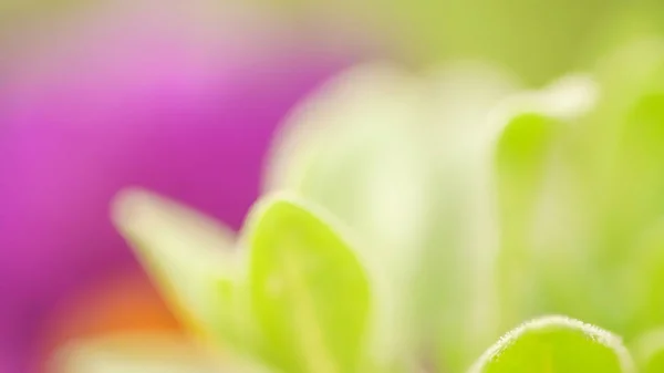 Vibrant color magenta och grön natur bakgrund. Abstrakta poweful, full av liv sommar bild — Stockfoto