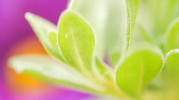 Vibrant color magenta och grön natur bakgrund. Abstrakta poweful, full av liv sommar bild — Stockfoto