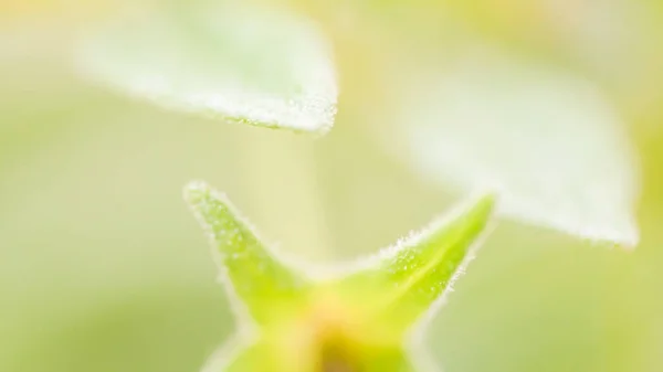 生活背景の花、緑自然の初めにソフト フォーカス花開始 — ストック写真
