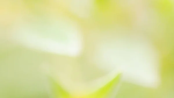 Flor de enfoque suave comienza a florecer, naturaleza verde principio de la vida fondo — Foto de Stock