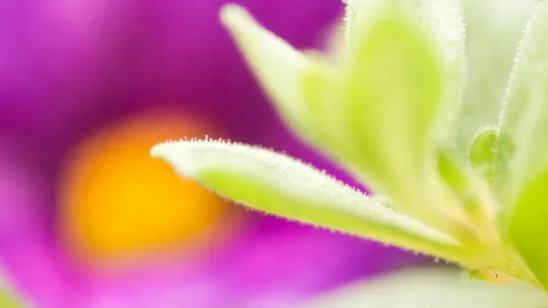 Vibrant color magenta och grön natur bakgrund. Abstrakta poweful, full av liv sommar bild — Stockfoto