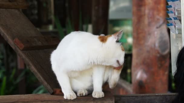 Gato usando pies rascarse la cabeza en cámara lenta — Vídeos de Stock