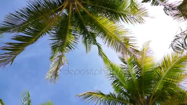 Koncepcja wyspa HD Paradise. Palmy kokosowe drzewo pod słońcem w pięknej tropikalnej plaży — Wideo stockowe