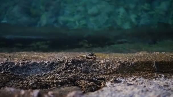 Cangrejo salvaje arrastrándose sobre hormigón cerca de la orilla del mar en Maldivas mar cámara lenta — Vídeo de stock