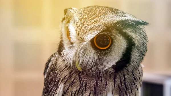 Pequeño búho mascota con grandes ojos redondos — Foto de Stock