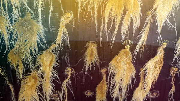 Di bagian bawah melihat akar air dan tanaman di atas panas arsitek kaca hijau — Stok Foto