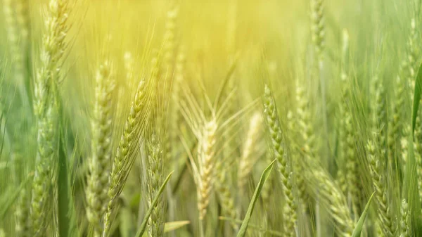 Zelené obilí, obilí zdravých potravin zemědělské farmy — Stock fotografie