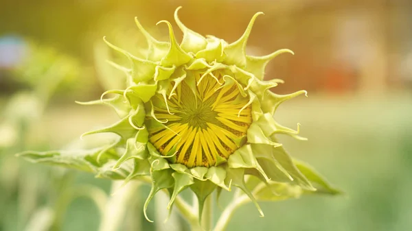 Burgeon sunflower. Blooming young flora concept of new start