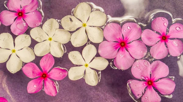 Ροζ και λευκό λουλούδι επιπλέει στο νερό με αντίγραφο χώρου — Φωτογραφία Αρχείου