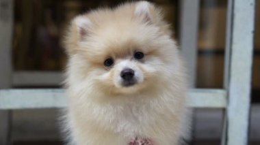 tüylü şirin küçük Pomeranian köpek arıyorum karıştırmayın açık