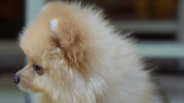 Пушистый милый маленький Померанский пес выглядит запутанно на открытом воздухе — стоковое видео