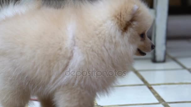 Fofo bonito pouco cão da Pomerânia olhando confundir ao ar livre — Vídeo de Stock
