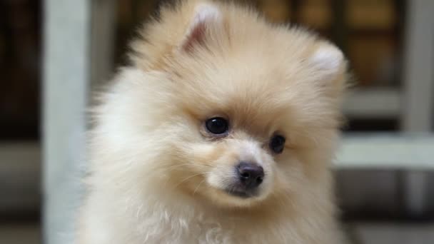 Mullido lindo poco Pomeranian perro buscando confundir al aire libre — Vídeo de stock