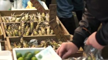 Taze wasabi Tsukiji fish market satış. Japon suşi nigiri gıda için Ana madde