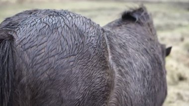 Siyah İzlanda at ayakta İzlanda'nın aşırı yağışlı havalarda ıslak