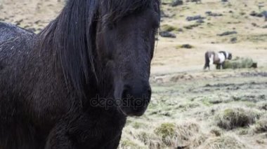 Siyah İzlanda at ayakta İzlanda'nın aşırı yağışlı havalarda ıslak