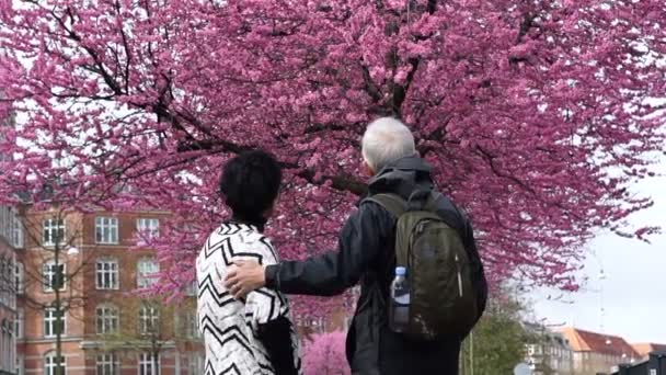 Velho casal sênior asiático feliz e desfrutar de sua viagem para ver flor de cerejeira — Vídeo de Stock