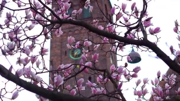 Ροζ λουλούδι να ανθίσει μπροστά από τον Πύργο του ρολογιού στην Ευρώπη. Αρχές του χρόνου την άνοιξη — Αρχείο Βίντεο