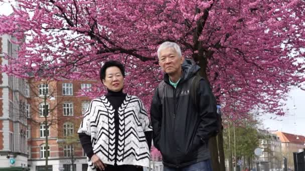 Eski Asya kıdemli mutlu çift ve kiraz çiçeği görmek için onların yolculuk keyfini çıkarın — Stok video