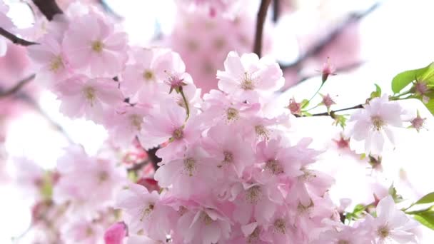 Kvetoucí růžová japonská Sakura Třešňové květy s krásné světlé pozadí — Stock video