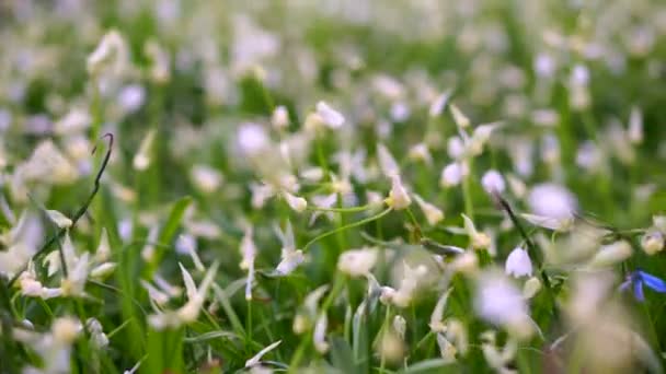 Beautiful wiegende veld van sneeuwklokjes bloem groeit na winter — Stockvideo