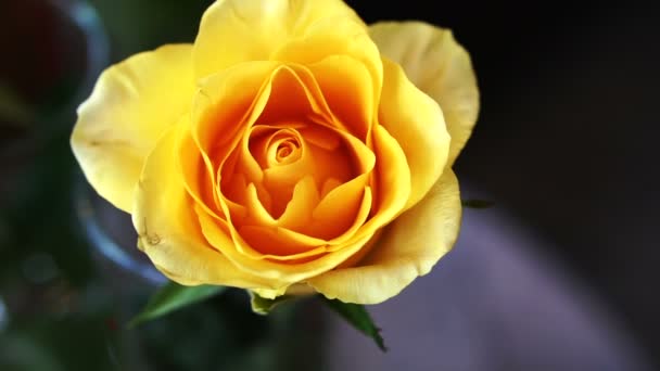 花园在慢动作镜头中的黄色玫瑰花朵 — 图库视频影像