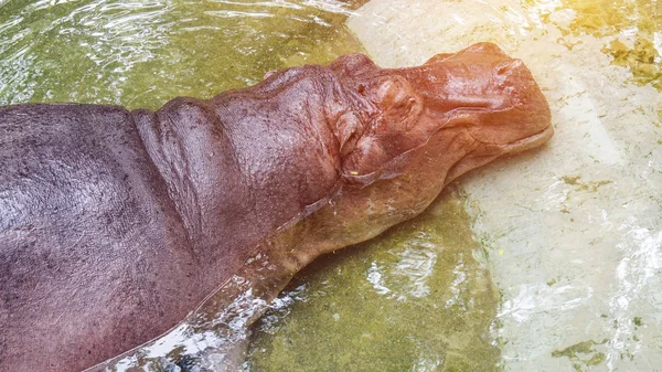 Flodhästen sover i vatten lyckligt leende — Stockfoto