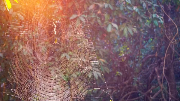 Spinne im Netz, natürliche Falle im Wald — Stockfoto