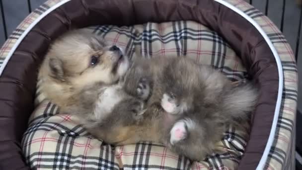 Cachorros Durmiendo Juntos Grupo Hermanos Encantadores — Vídeo de stock