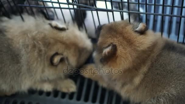 Cachorros Durmiendo Juntos Grupo Hermanos Encantadores — Vídeos de Stock