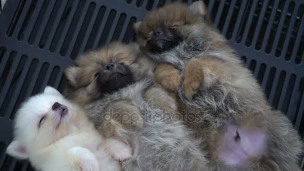 素敵な兄弟のグループを一緒に眠っている子犬 — ストック動画