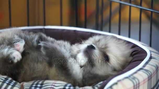 Mano Jugando Con Cachorros Dormidos — Vídeos de Stock