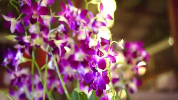 Fleurs Orchidée Fleurissent Lumière Nuit — Video