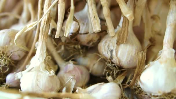 Dried Fresh Garlic Harvested Farm Close Video Shot — Stock Video