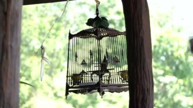 Asya kırmızı bıyıklı bulbul kuş içinde güzel Tay kafes Hd