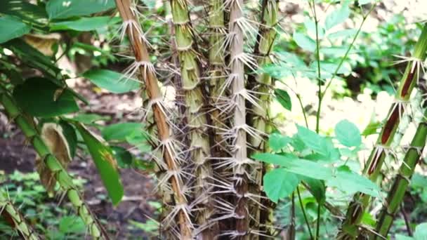 Grüne Tropische Stachelpflanzen Wilden Wald — Stockvideo