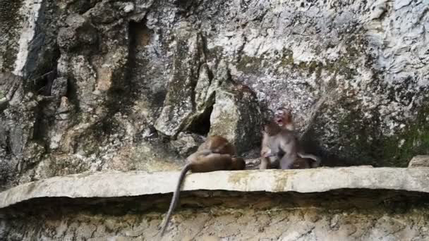 Άγρια Μαϊμού Παίζει Στο Ναό Ταϊλάνδη Krabi — Αρχείο Βίντεο