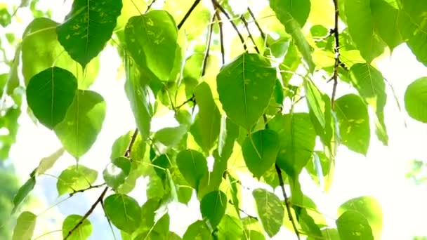 Árvore Bodhi Deixa Luz Solar Com Espaço Cópia — Vídeo de Stock