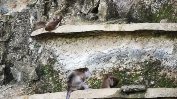 Άγρια Μαϊμού Παίζει Στο Ναό Ταϊλάνδη Krabi — Αρχείο Βίντεο