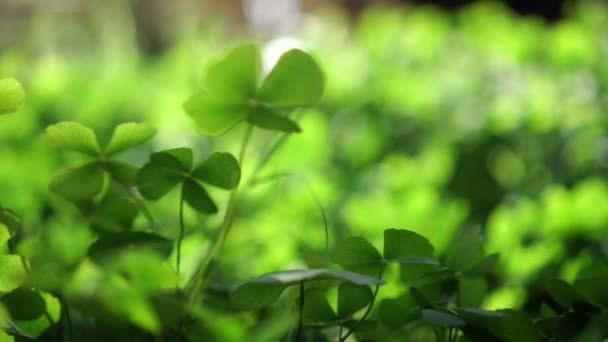 Green Clover Field Green Lucky Background — Stock Video