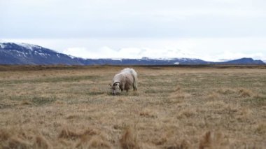Koyun ayakta İzlanda çiftlik dağ arka plan manzara içinde yalnız güdülmesini
