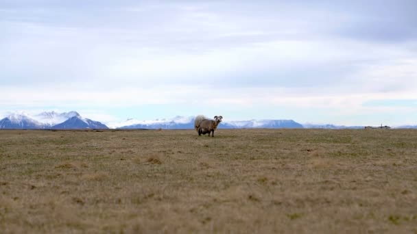 Sheared Ovelhas Sozinho Islândia Fazenda Paisagem Fundo Montanha — Vídeo de Stock