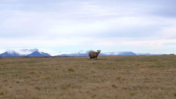 Sheared Sheep Standing Alone Iceland Farm Mountain Background Landscape — Stock Video