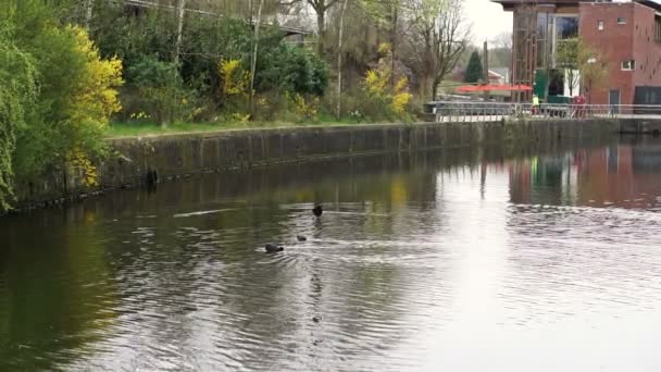 Patos Nadando Amsterdam Canal Cámara Lenta Video Shot — Vídeo de stock